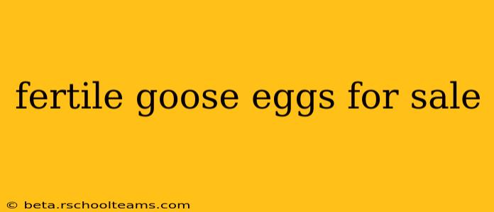 fertile goose eggs for sale