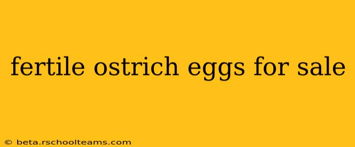 fertile ostrich eggs for sale