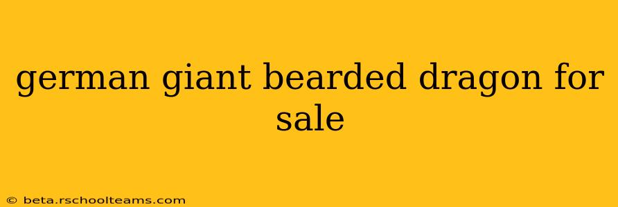 german giant bearded dragon for sale