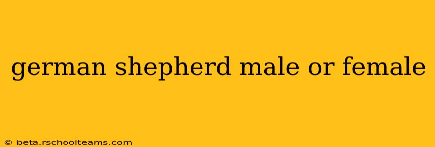 german shepherd male or female