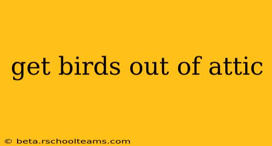 get birds out of attic