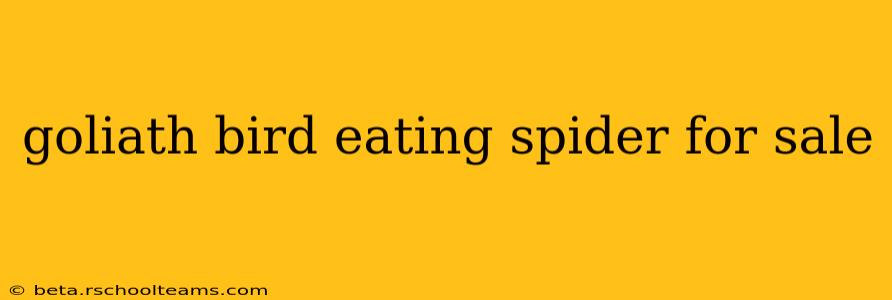 goliath bird eating spider for sale