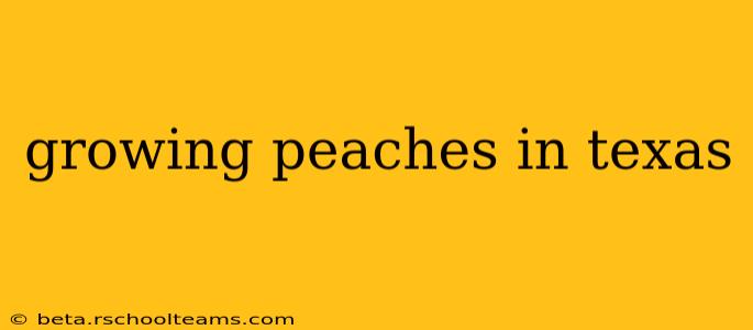 growing peaches in texas