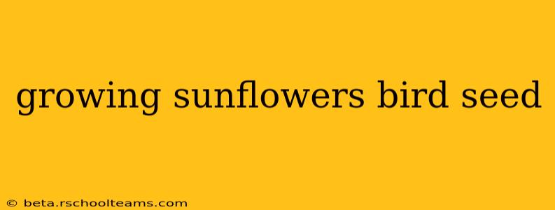 growing sunflowers bird seed
