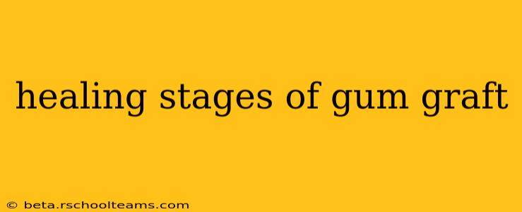 healing stages of gum graft