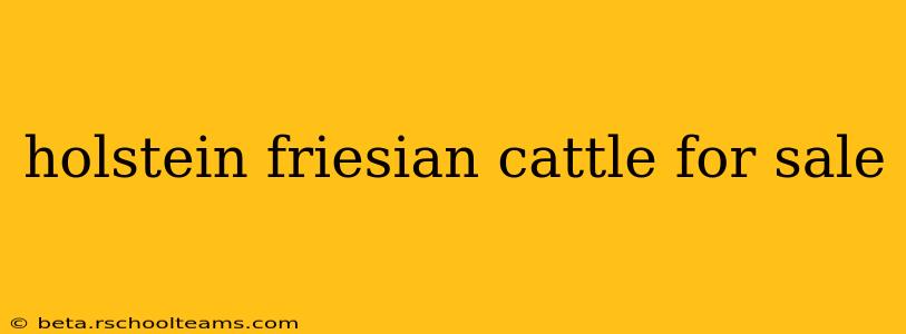 holstein friesian cattle for sale