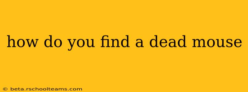 how do you find a dead mouse