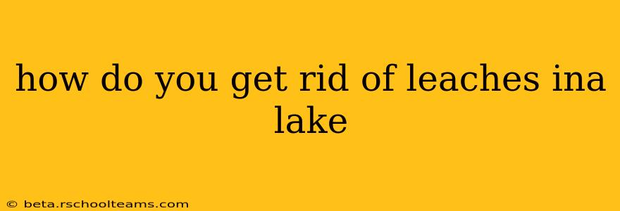 how do you get rid of leaches ina lake