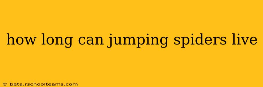 how long can jumping spiders live