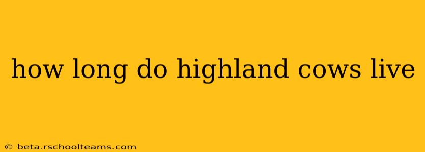 how long do highland cows live