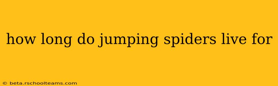 how long do jumping spiders live for