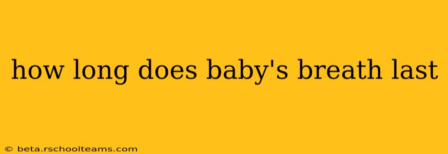 how long does baby's breath last