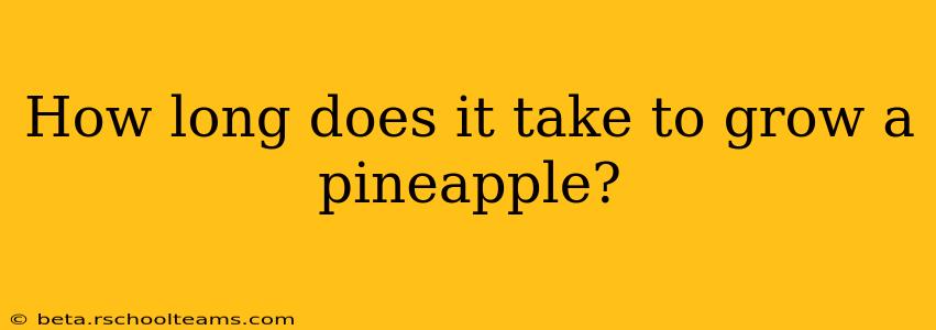 How long does it take to grow a pineapple?
