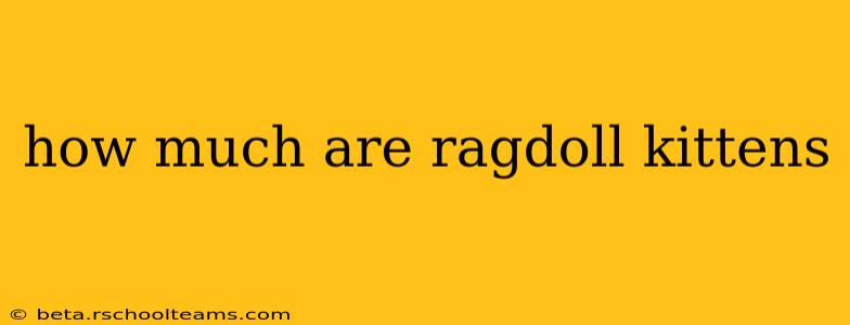 how much are ragdoll kittens
