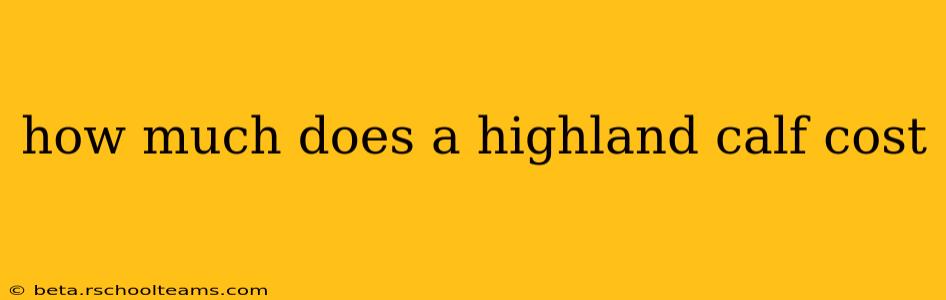 how much does a highland calf cost