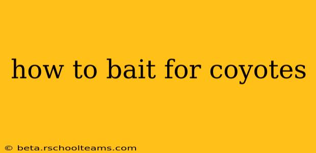 how to bait for coyotes