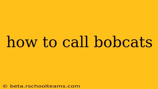 how to call bobcats