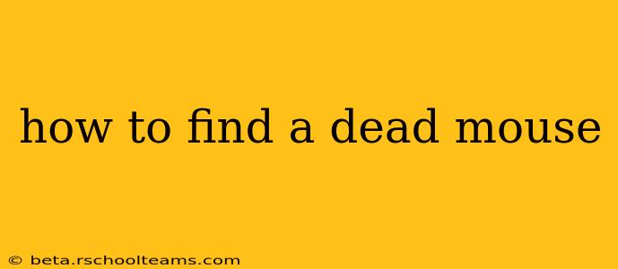 how to find a dead mouse