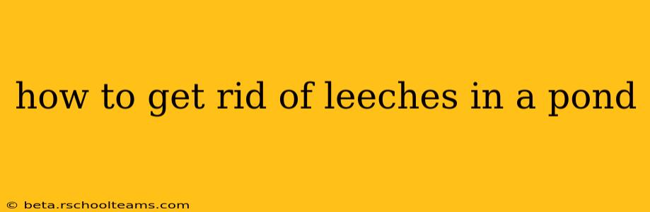 how to get rid of leeches in a pond