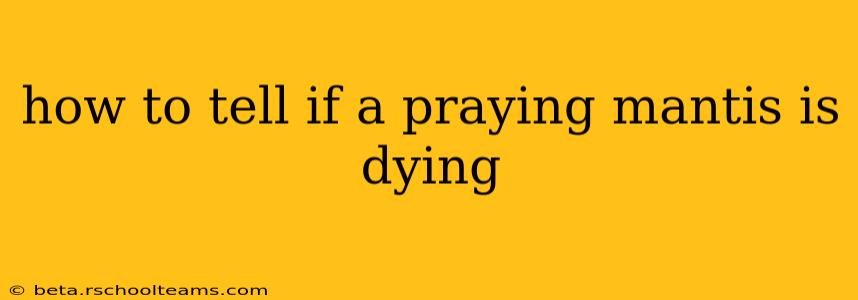 how to tell if a praying mantis is dying
