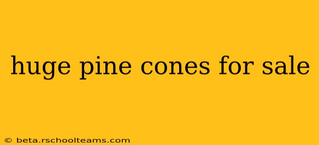 huge pine cones for sale