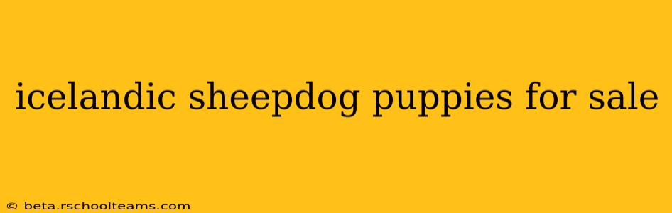 icelandic sheepdog puppies for sale