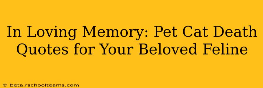 In Loving Memory: Pet Cat Death Quotes for Your Beloved Feline