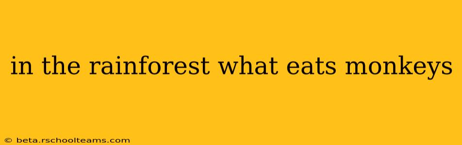 in the rainforest what eats monkeys