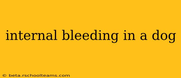 internal bleeding in a dog