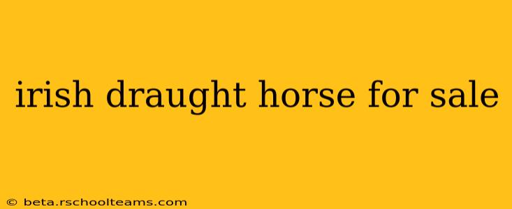 irish draught horse for sale