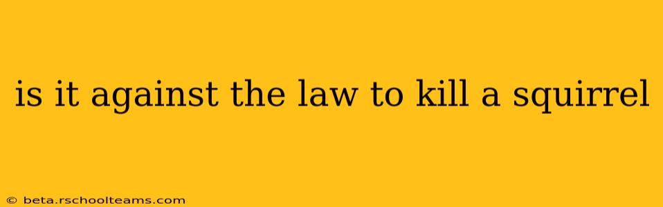 is it against the law to kill a squirrel