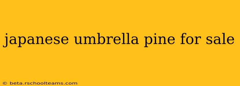 japanese umbrella pine for sale