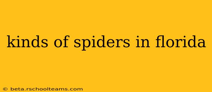 kinds of spiders in florida