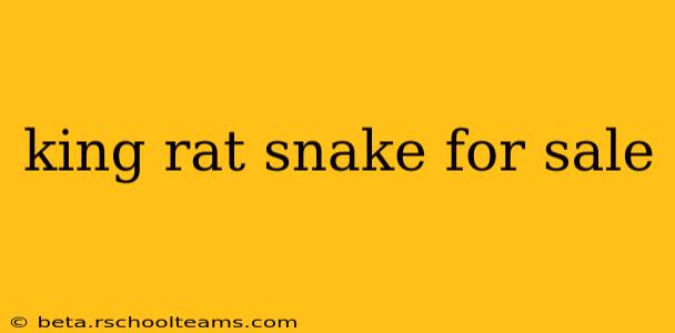 king rat snake for sale