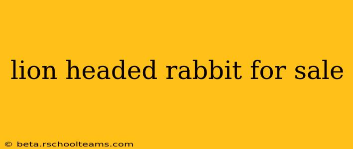 lion headed rabbit for sale
