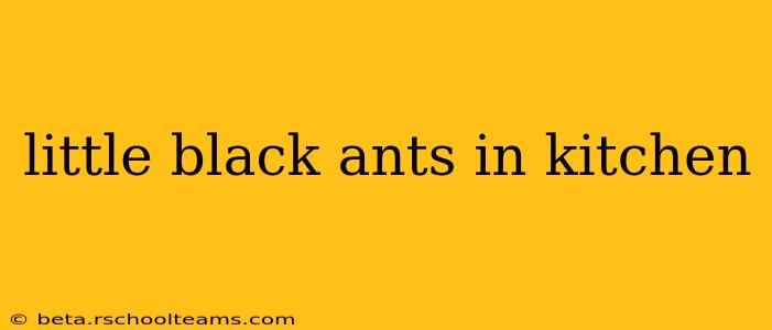 little black ants in kitchen