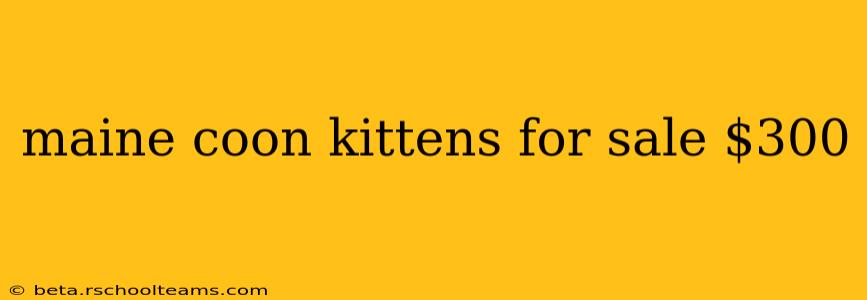 maine coon kittens for sale $300