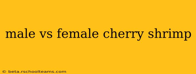 male vs female cherry shrimp