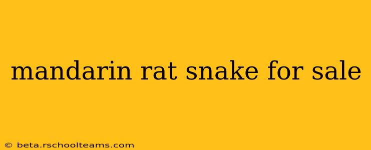 mandarin rat snake for sale