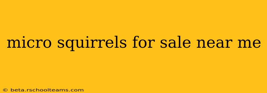 micro squirrels for sale near me