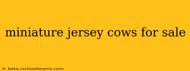miniature jersey cows for sale
