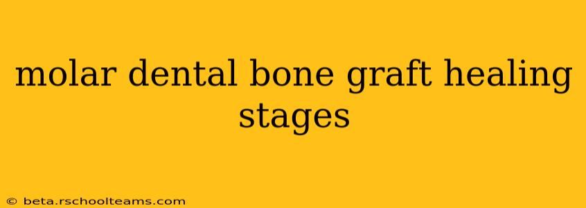 molar dental bone graft healing stages
