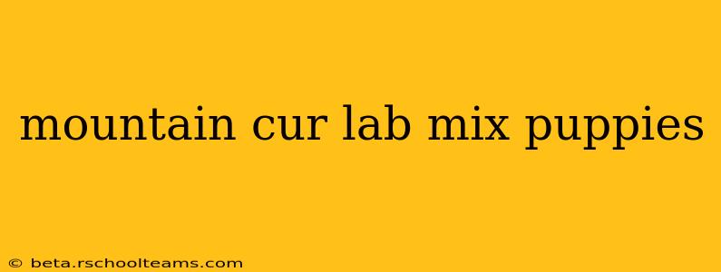 mountain cur lab mix puppies
