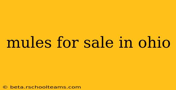 mules for sale in ohio