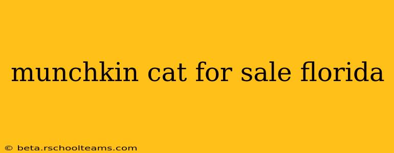 munchkin cat for sale florida