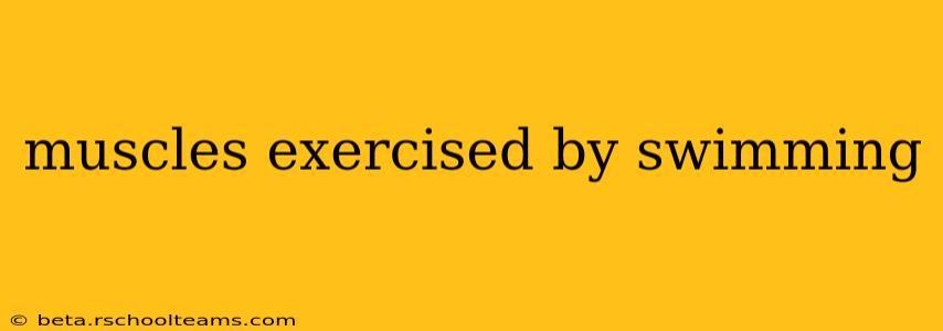 muscles exercised by swimming