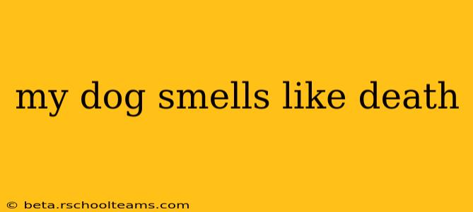 my dog smells like death