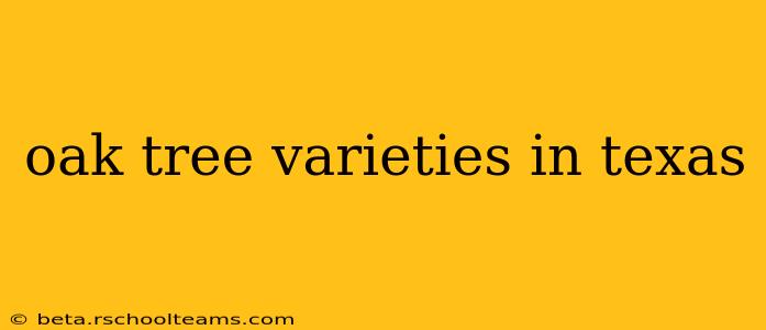 oak tree varieties in texas