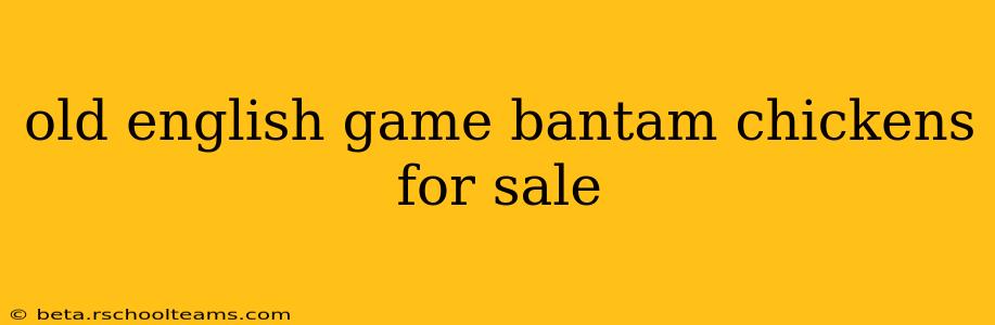 old english game bantam chickens for sale