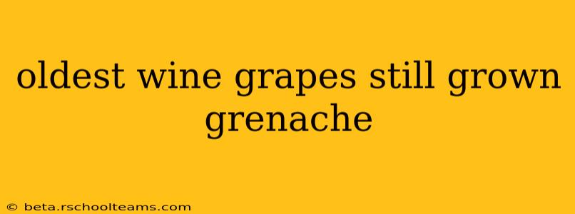 oldest wine grapes still grown grenache